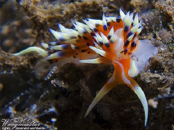 Facelinidae - Indian Phidiana (Phidiana indica) - Amed, B... by Marco Waagmeester 